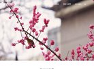 APPPC周排名