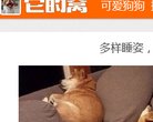 宠物玩具安博最新app优惠活动(更新